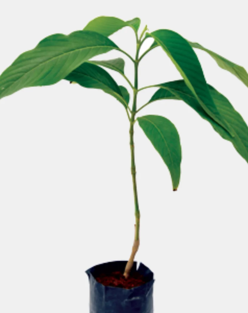 Medicinal Plants